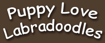 Puppy Love Labradoodles - Labradoodle Red Deer